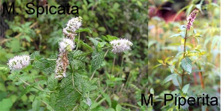 Mint spearmint-Mentha-spicata and peppermint-Mentha-piperita